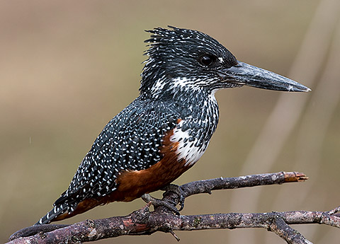 Giant Kingfisher female